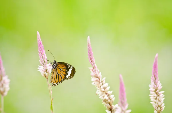 Mariposa naranja en flor — Foto de Stock