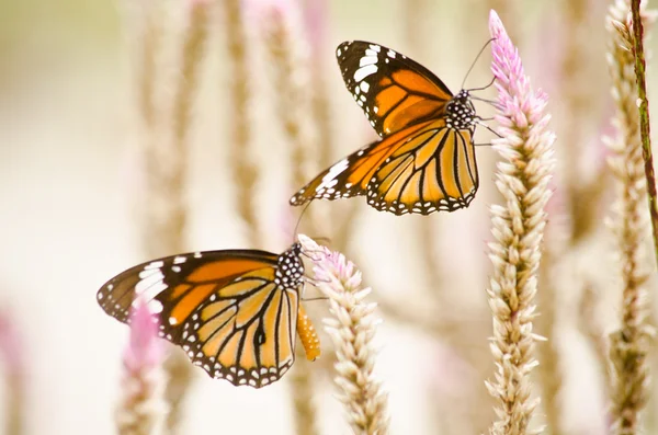 Çiçekte turuncu kelebek