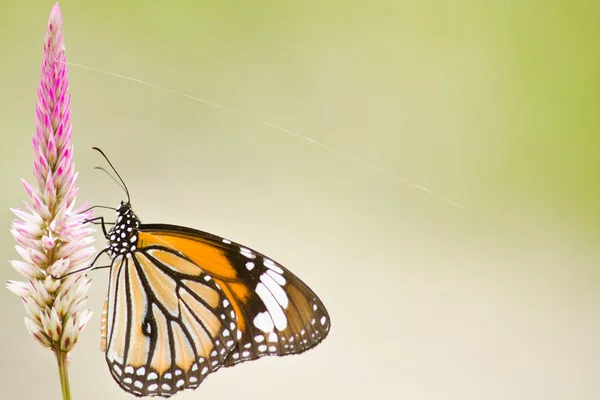 Çiçekte turuncu kelebek