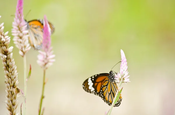 Mariposa naranja en flor — Foto de Stock