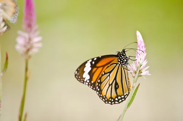 Orange butterfly on flower — Stock Photo, Image