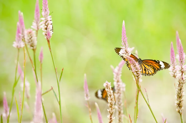 Çiçekte turuncu kelebek