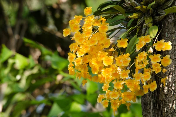 Lindley's Dendrobium is beautiful flower and have yellow colour — Stock Photo, Image