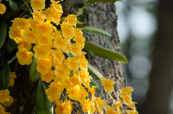 Dendrobium de Lindley es hermosa flor y tienen color amarillo —  Fotos de Stock