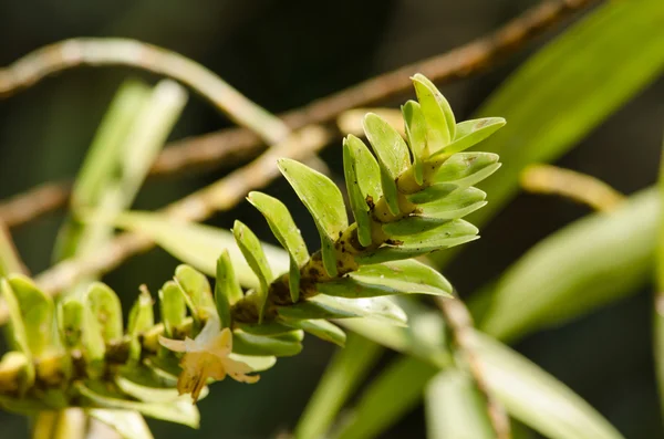 Dendrobium ellipsophyllum é bela flor e tem branco, ye — Fotografia de Stock