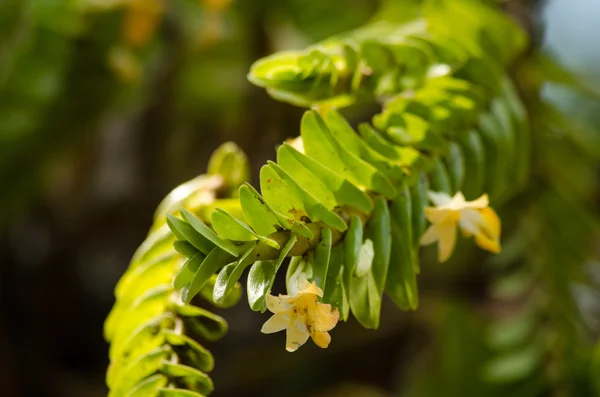 Dendrobium Ellipsophyllum Растет Теплых Жарких Температурах Полном Солнечном Свете — стоковое фото