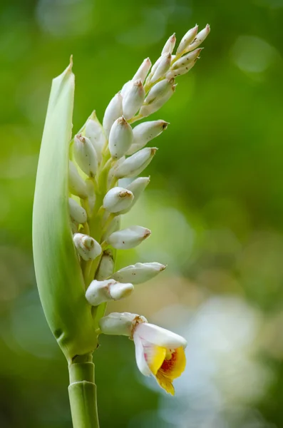 These herbs lack true stems.They grow from thick rhizomes.it hav — Stock Photo, Image