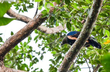 green peafowl on tree