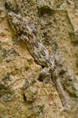 sürüngen uçan gecko olduğunu