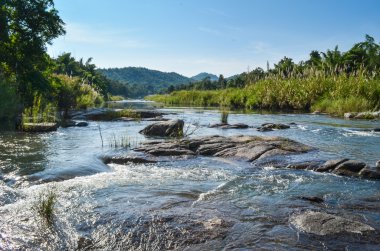 mükemmel orman mae wong nationpark, ağaç, hayvan, akış, temiz hava insanlar, güzel orman ve mavi gökyüzü için var olduğunu