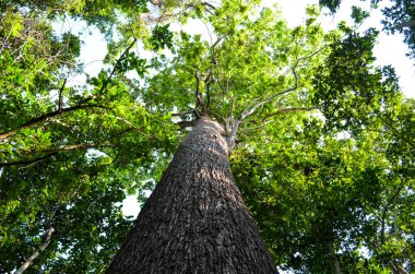 mükemmel orman mae wong nationpark, ağaç, hayvan, akış, temiz hava insanlar, güzel orman ve mavi gökyüzü için var olduğunu