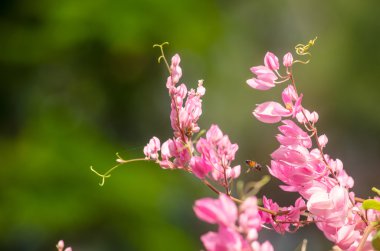 Konfederasyon asma, mercan asma, Meksika mercan asma Meksika sarmaşık, Kraliçe; s mücevher, Kraliçe'nin çelenk Kuzukulağıgiller planı, Meksika'ya özgü, pembe veya beyaz çiçekli bir Viyana aperennial olduğunu