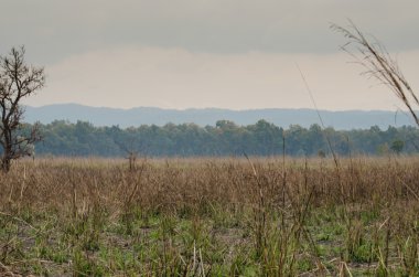 ulus park ve mavi arka plan ormanda