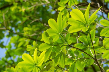 Yeşil yaprak arka plan ve mavi sk