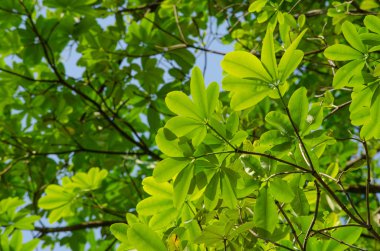 Yeşil yaprak arka plan ve mavi sk