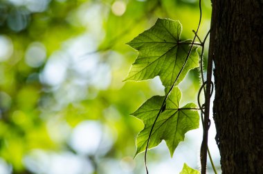 Yeşil yaprak arka plan ve mavi sk