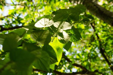 Yeşil yaprak arka plan ve mavi sk