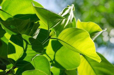 Yeşil yaprak arka plan ve mavi sk