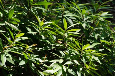 Yeşil yaprak arka plan ve mavi gökyüzü