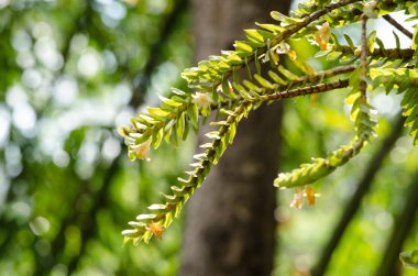 Dendrobium ellipsophyllum güzel çiçek ve beyaz, siz
