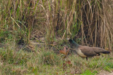 Hint tavuskuşu otların arasında yürüyor