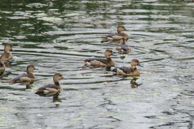 daha az ıslıkçı ördek