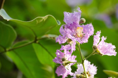 Tabaek çok güzel Pembe Çiçek demetleri.