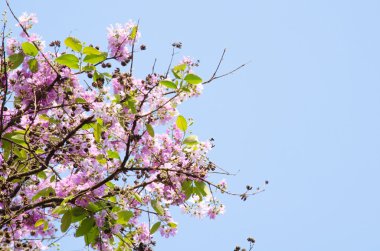 Lagerstroemia calyculata onun çok karakteristik benekli lapa lapa kabuğundan elde edilir