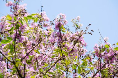 Tabaek çok güzel Pembe Çiçek demetleri.