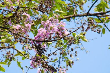 Tabaek çok güzel Pembe Çiçek demetleri.