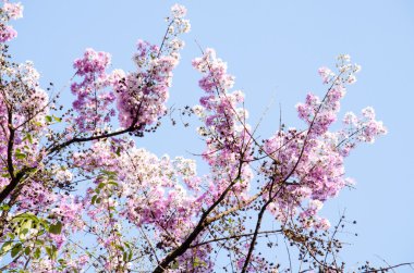 Lagerstroemia calyculata onun çok karakteristik benekli lapa lapa kabuğundan elde edilir