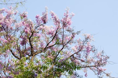 Lagerstroemia calyculata onun çok karakteristik benekli lapa lapa kabuğundan elde edilir