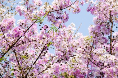 Lagerstroemia calyculata onun çok karakteristik benekli lapa lapa kabuğundan elde edilir