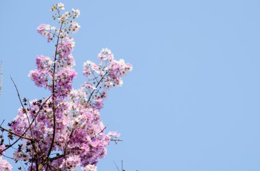 Tabaek çok güzel Pembe Çiçek demetleri.
