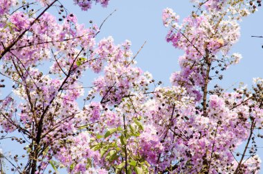 Lagerstroemia calyculata onun çok karakteristik benekli lapa lapa kabuğundan elde edilir