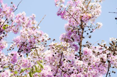 Lagerstroemia calyculata onun çok karakteristik benekli lapa lapa kabuğundan elde edilir