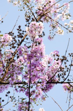 Lagerstroemia calyculata onun çok karakteristik benekli lapa lapa kabuğundan elde edilir