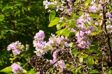 Tabaek çok güzel Pembe Çiçek demetleri.