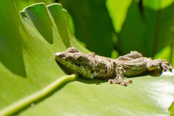 Réptil está voando gecko — Fotografia de Stock