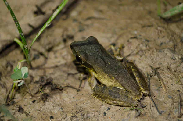 Gelber Frosch im Dunkeln — Stockfoto