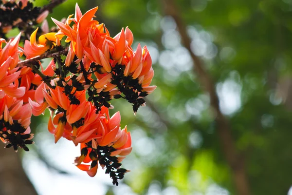 Bastard Teak Flower — Stock Photo, Image