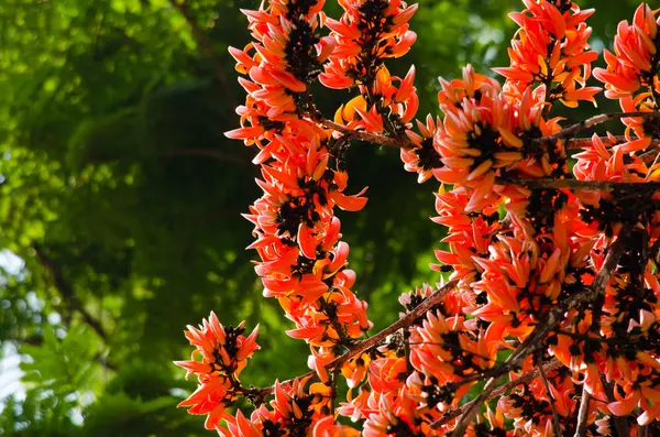 Bastardo Teak flor — Fotografia de Stock