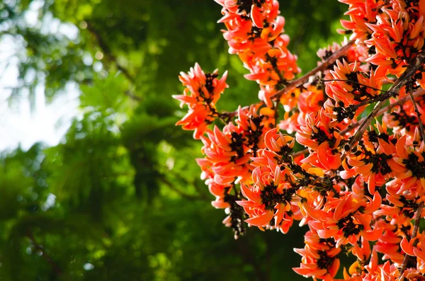 Bastard Teak Flower — Stock Photo, Image