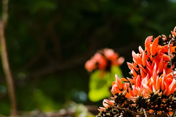 Bastard Teak blomst - Stock-foto