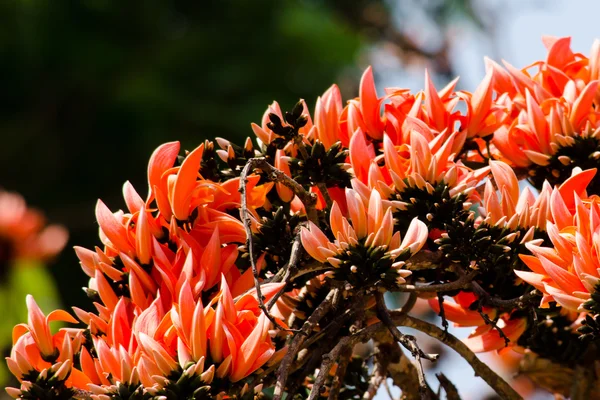 Bastard Teak Flower — Stock Photo, Image