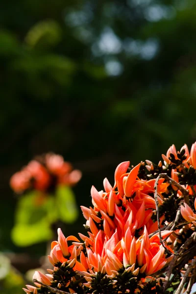 Цветок Тика — стоковое фото
