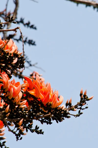 Bastard Teak Flower — Stock Photo, Image