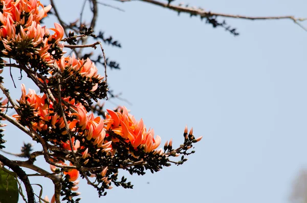 Bastard Teak Flower — Stock Photo, Image