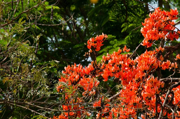 Bastardo Teak flor — Fotografia de Stock