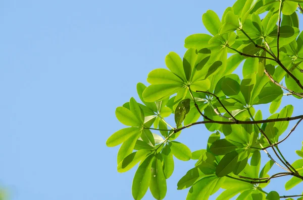 VOLUME VERDE DE LEAF e azul sk — Fotografia de Stock